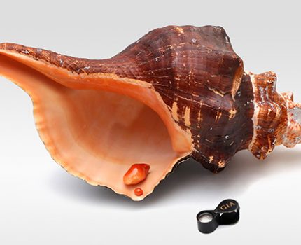 兩件天然”馬螺”珍珠Two Natural “Horse Conch” Pearls